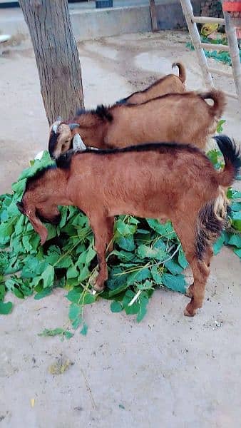 3 Male Goats for Sale 2