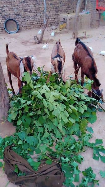 3 Male Goats for Sale 3