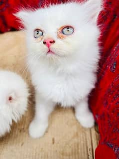 Persian kittens