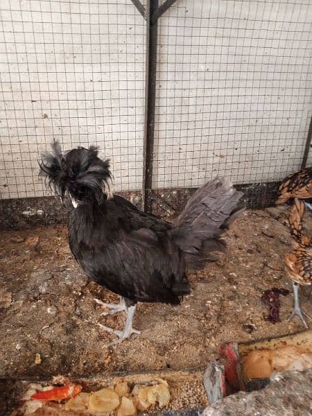 fancy breed chicks silkie polish sebright Sebrite golden buff 1