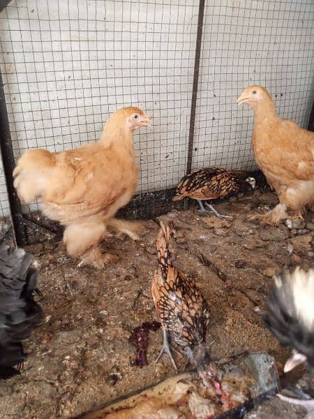 fancy breed chicks silkie polish sebright Sebrite golden buff 3