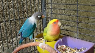 1 Blue Mask Love Bird With Australian Parrot. . .