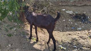 goat 2 mounth gabin for sale