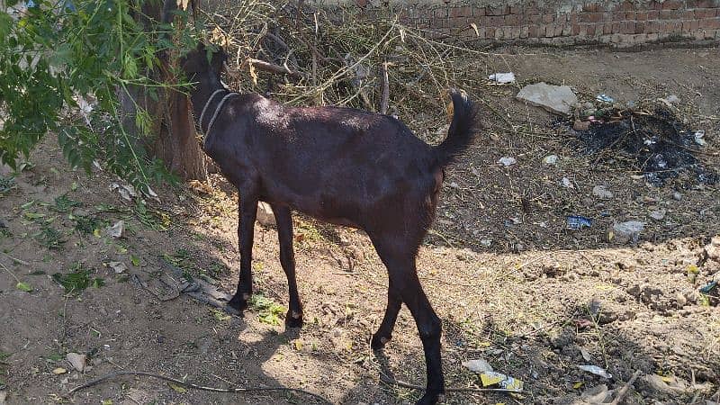 goat 2 mounth gabin for sale 0