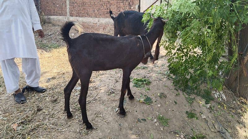 goat 2 mounth gabin for sale 1