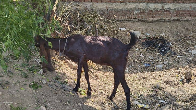 goat 2 mounth gabin for sale 2