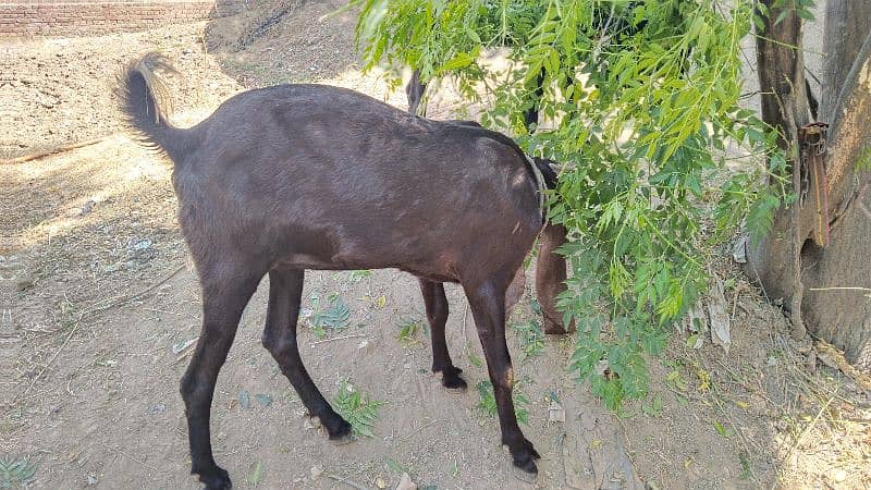 goat 2 mounth gabin for sale 3