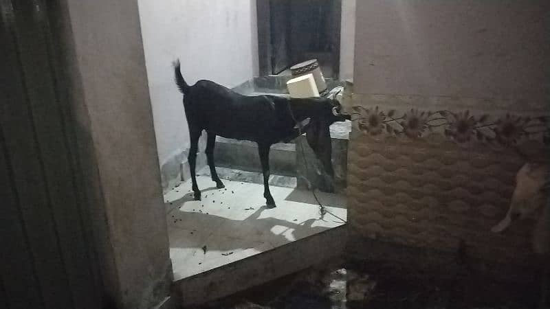 goat 2 mounth gabin for sale 4