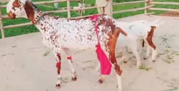 teen bacchon wali bakri for sale 03477188683