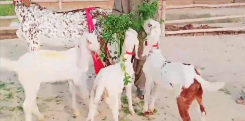 teen bacchon wali bakri for sale 03477188683 1