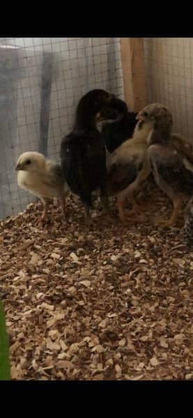 ayam cemani chickies 0