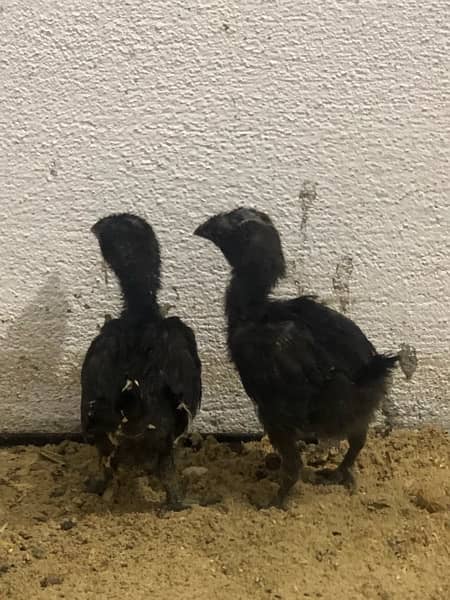 ayam cemani chickies 2