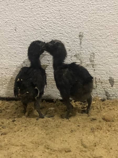 ayam cemani chickies 4