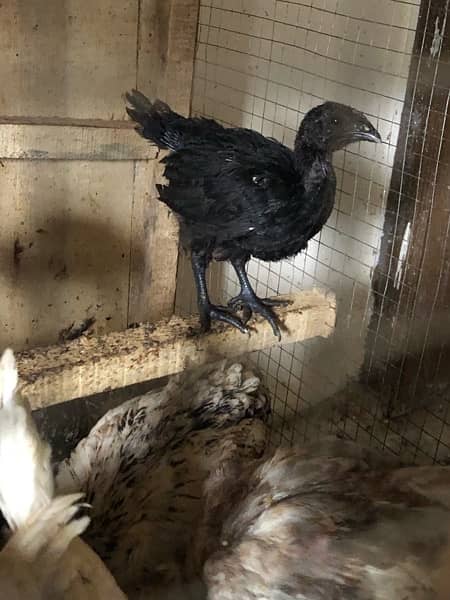 ayam cemani chickies 5