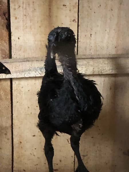 ayam cemani chickies 6