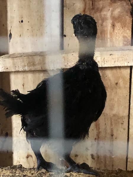 ayam cemani chickies 7