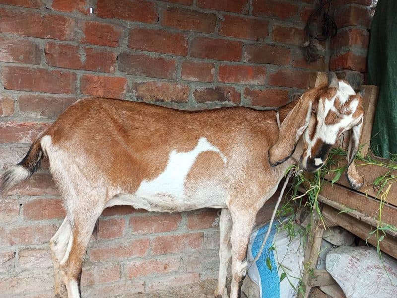 bakri 2