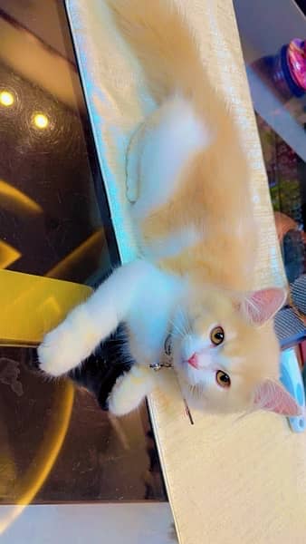 Persian Kitten For Sale! 2