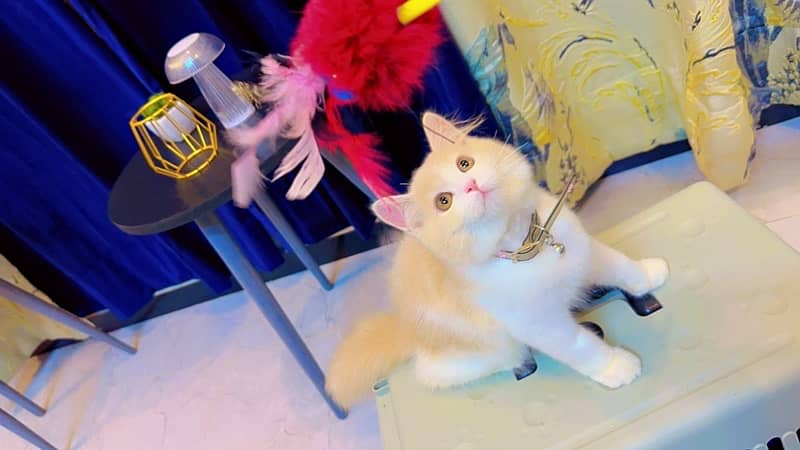 Persian Kitten For Sale! 4