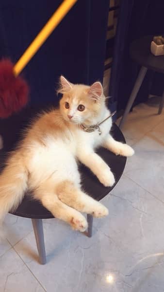 Persian Kitten For Sale! 13