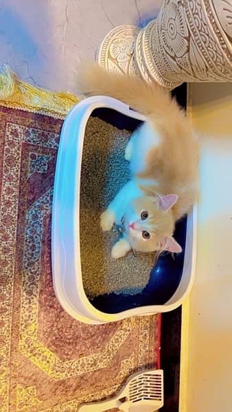 Persian Kitten For Sale! 17