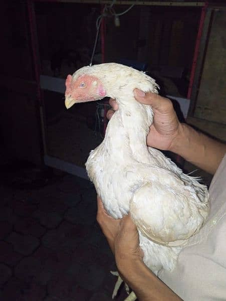 shamo chics of 4 months for sale 1