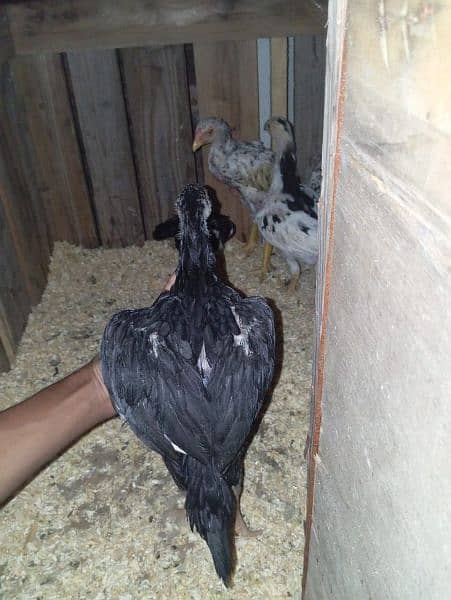 shamo chics of 4 months for sale 2