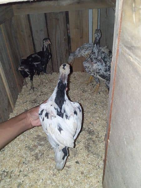 shamo chics of 4 months for sale 3