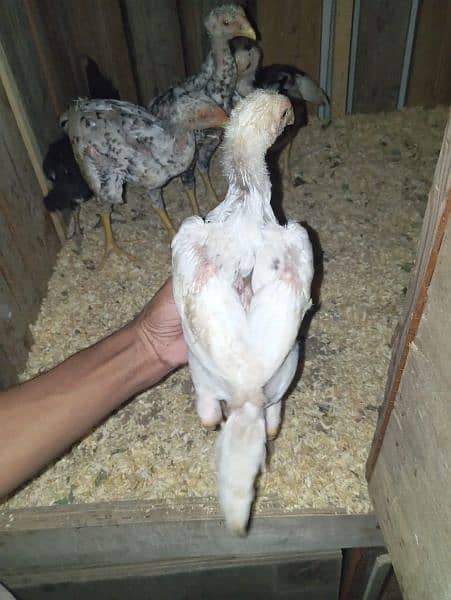 shamo chics of 4 months for sale 6