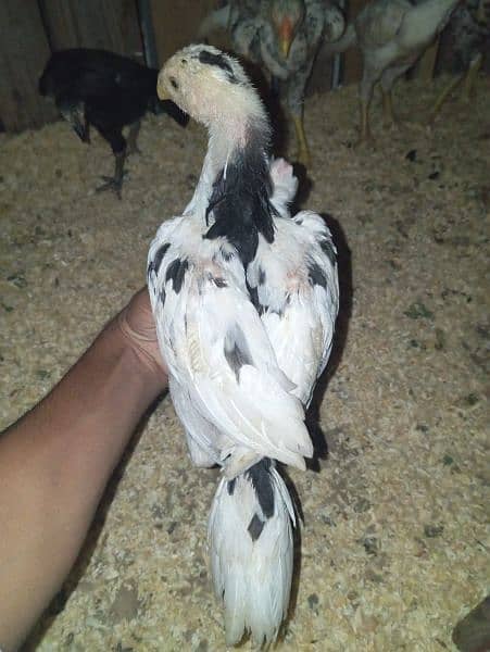 shamo chics of 4 months for sale 8