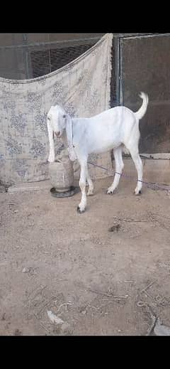 rajanpuri bakra 033**66**66###0912