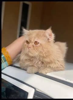 persian cat male