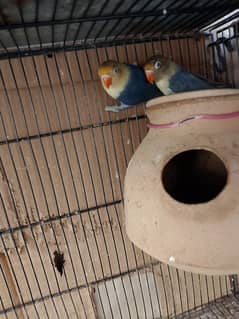 Lovebird pair ready to breed