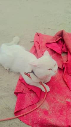 cat for sell other no 0306 3005949