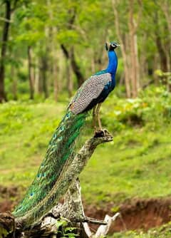 Peacock