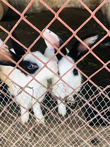 3 pair of rabbits for sale one pair is red eyez 3