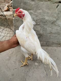 High quality Aseel birds available cargo available all pks 0