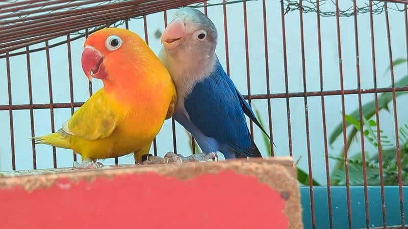 love birds male and female both 6