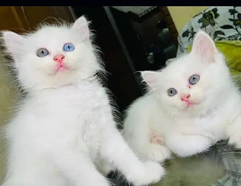 Persian Cat For Sale 2 Manth Age WhatsApp 03264028934 0