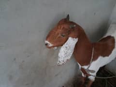 bakri