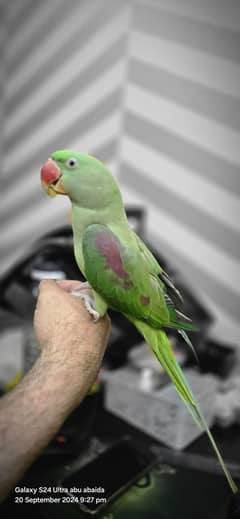 Parrot for Sale – Female, 2 Years Old