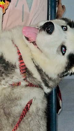 I want to sell my Husky Wooly coat Female blue Eyes