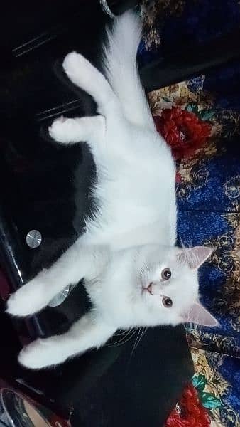 My baby male kitten for sale. 4