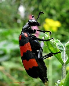 Orange blister beetles for sale for medicinal use