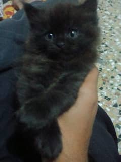 persian female for sale