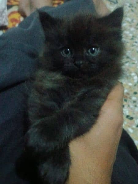 persian female for sale 1