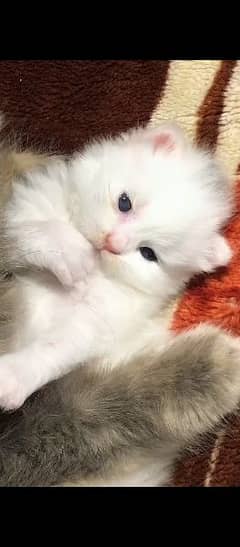 cute baby's kitten