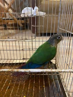 Yellow sided green cheek conure parrot