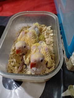 Yellow ringneck chicks