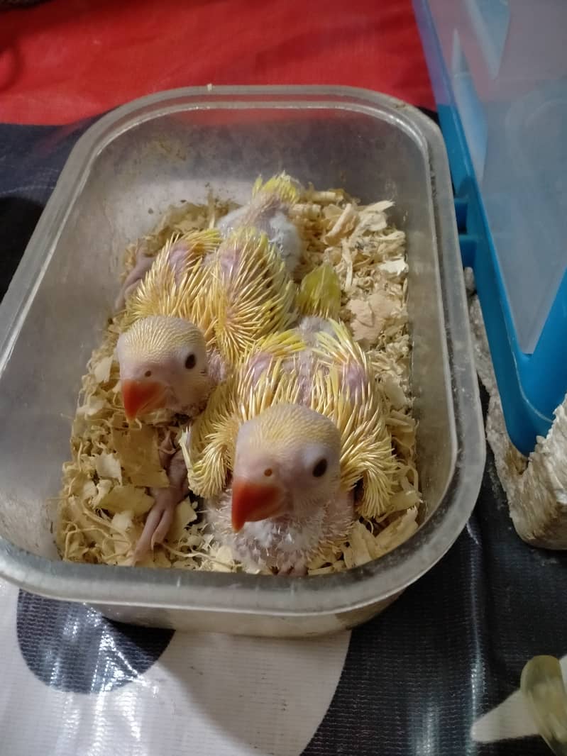 Yellow ringneck chicks 0